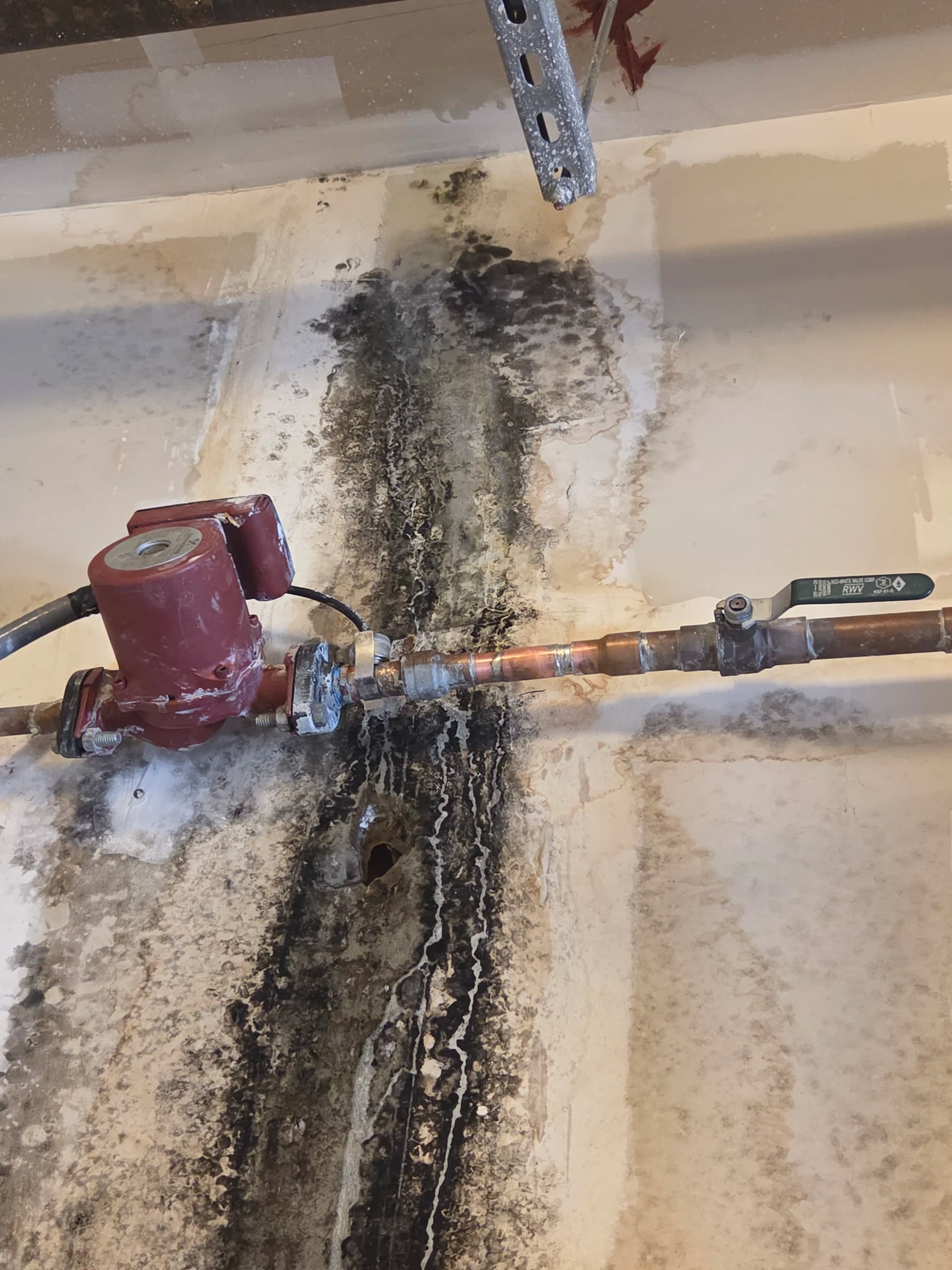 A Small Leak That Led to a Serious Mold Problem image