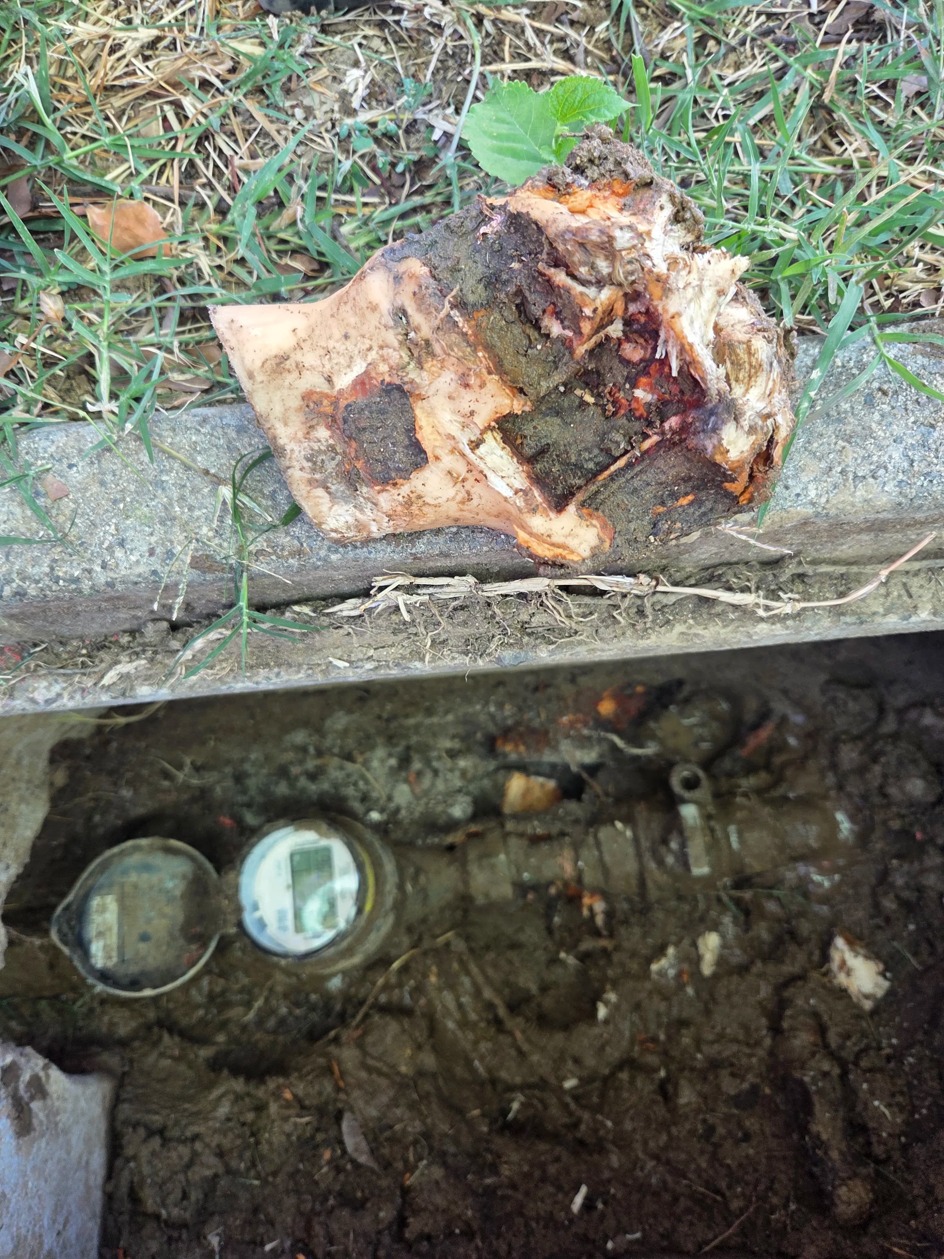 Project Tree Root Intrusion Crushed This Water Mainline at the Meter image
